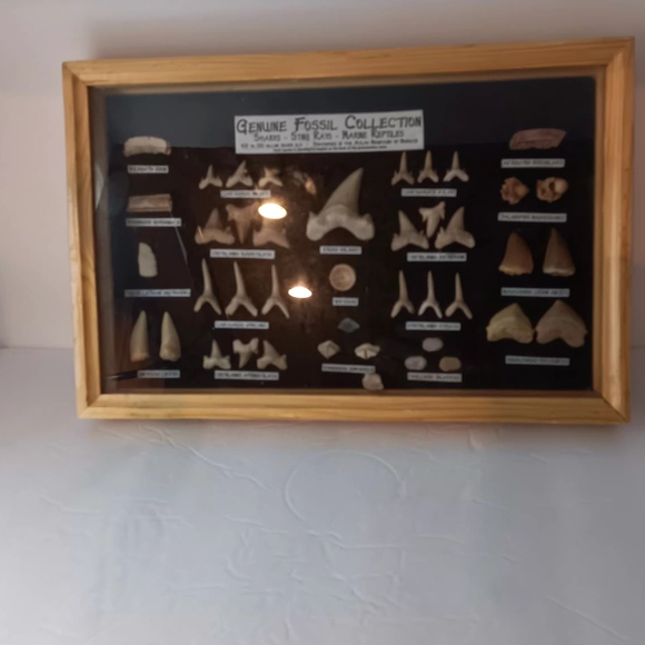 Genuine Fossil Collection Display - Picture 4 of 4
